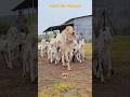 Bakro Ki Fauj ️ Bakraeid Bakraeid2025 Bakraeidspecial Bakra Goats Trending Biggoats