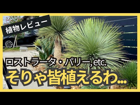 ディエルヴィラ、アメリカンタニウツギ 植物