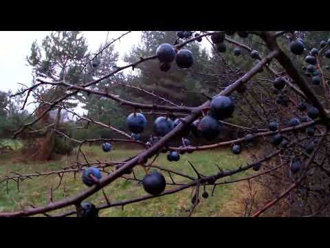 Bieszczadzka tarnina - kiedy zbierać owoce, jak zrobić sok i konfiturę