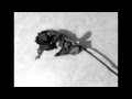 Nagor Mar with Manuela Kraller - Bleeding Rose ...