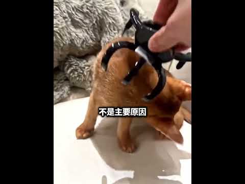 猫咪被夹住后瞬间不动的原因 😳🐱