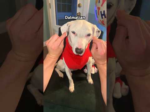 Yoda, Frenchie, Dalmatian?? #dogs #funny #bullterrier #cute #meme