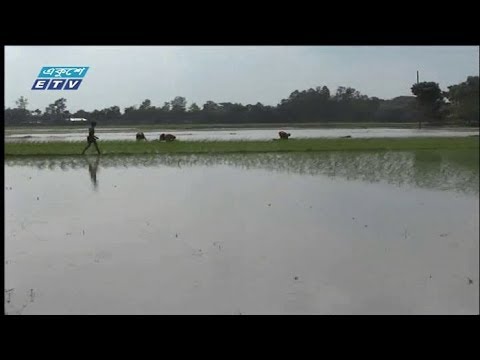 আমন রোপনে ব্যস্ত কৃষক |