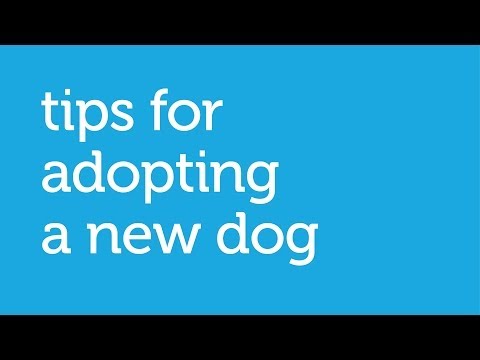 What to Consider When Adopting a New Dog (Petco)