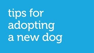 What to Consider When Adopting a New Dog (Petco)