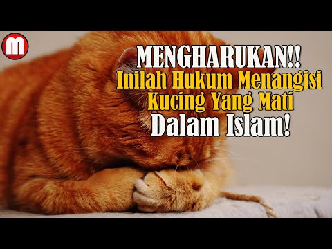 MENGHARUKAN! Inilah Hukum menangisi Kucing Yang Mati Menurut Agama Islam.