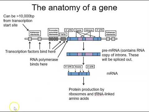 Topics in HB Epigenetics: 1 DNA methylation