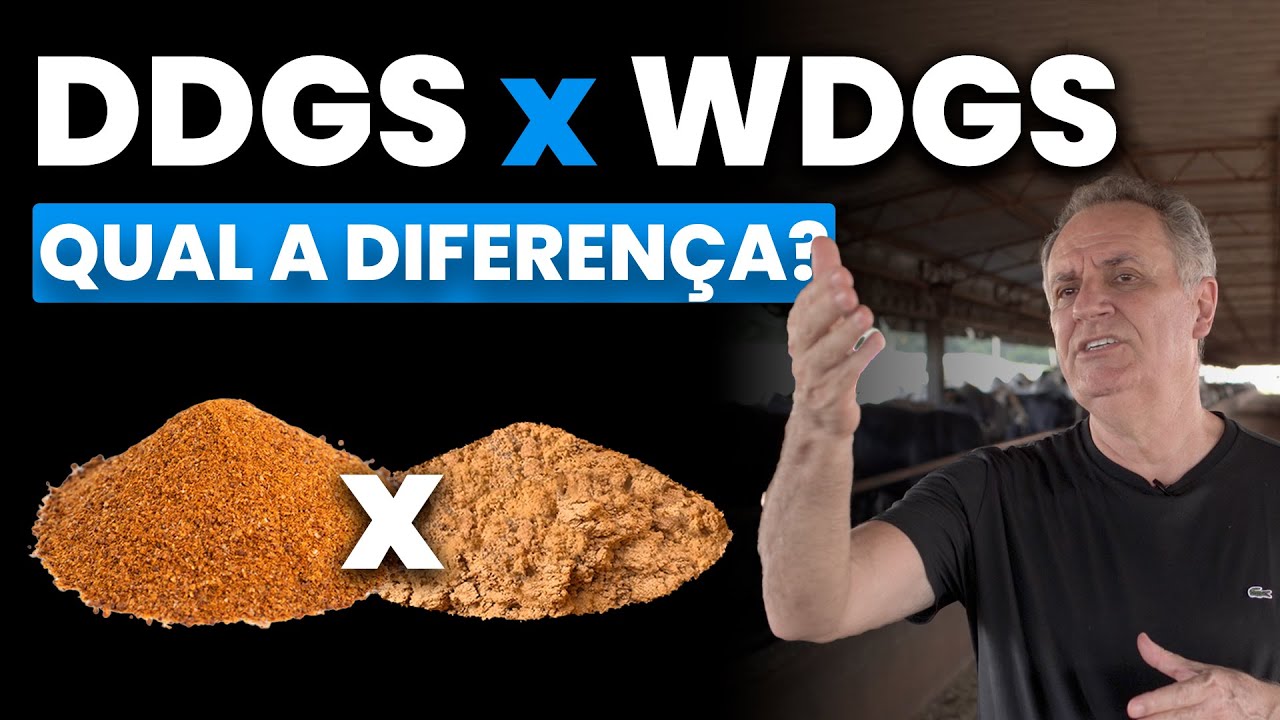 DDGS ou WDGS: qual é o melhor?