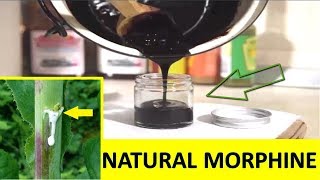 How to Make Natural Painkiller like Morphine at home Using this pain relief Plant