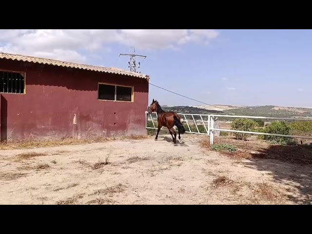 POTRA PRE DE CATEGORÍA