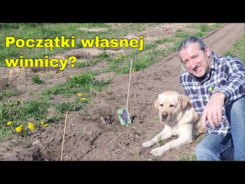 , title : 'Sadzenie winorośli i malin na działce. Pomysł na własną mini winnicę. Początki przygody z winoroślą.'