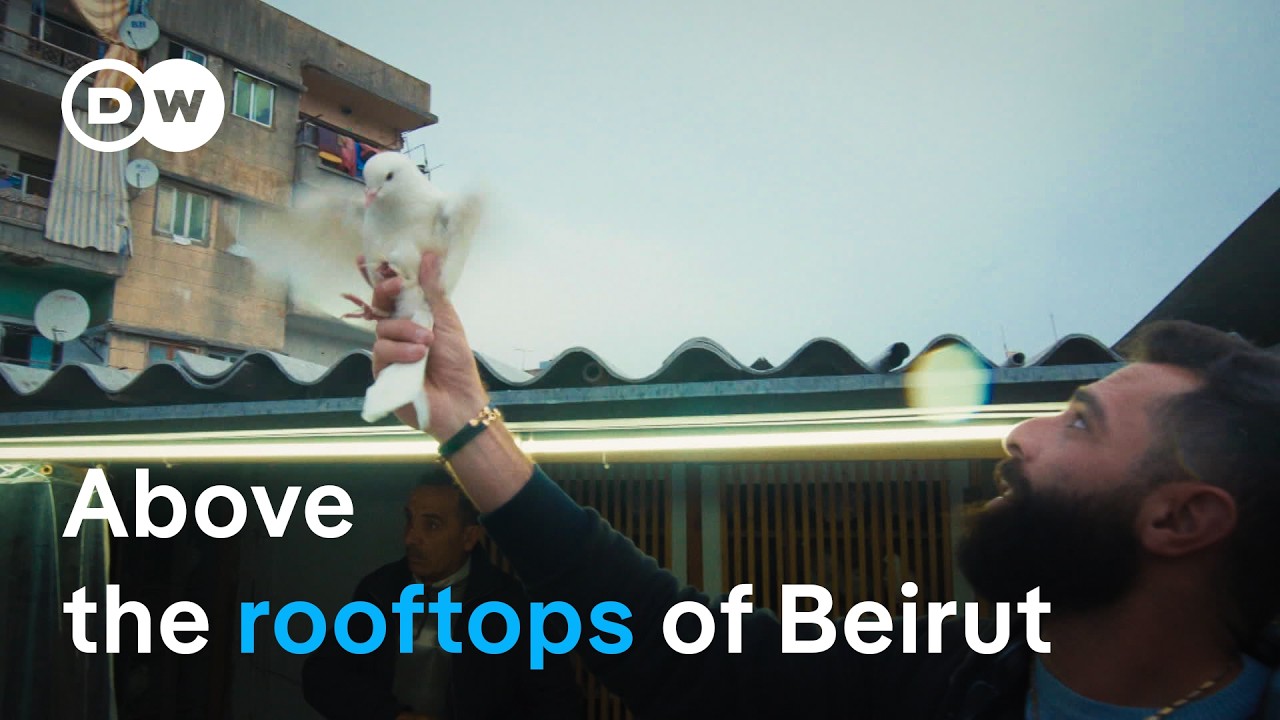 Lebanon's ancient pigeon game | DW Documentary