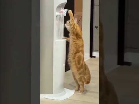 A cats drink  water from a tap #SHORTS