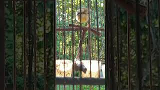 Download lagu ciblek meongan gacor meong meong mp3