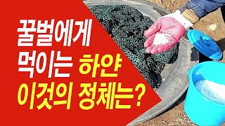 봄벌 염분섭취를 위해 소금을 주고 있습니다.