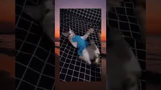 Download lagu kucing kesurupan mp3
