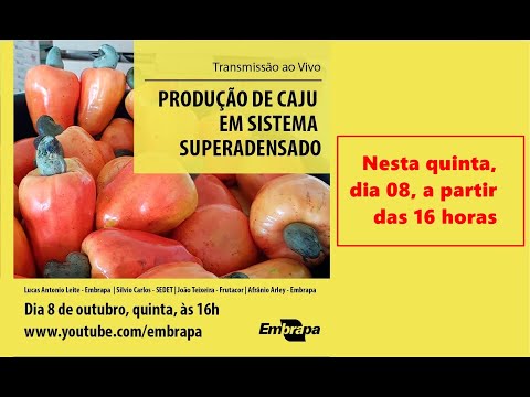 , title : 'Como produzir caju em sistema superadensado'