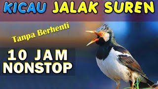 Download lagu 10 JAM NONSTOP - SUARA KICAU BURUNG JALAK SUREN GACOR JOSS GANDHOS mp3