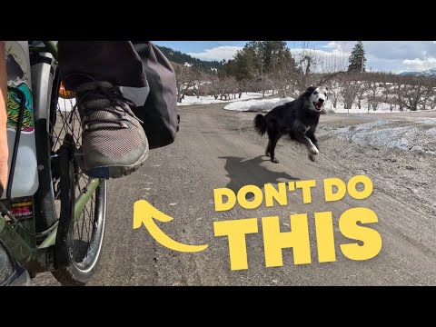 How to Avoid Dog Attacks On a Bike Tour