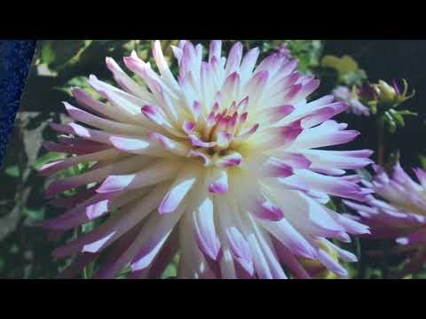 Psalm 119:17-24 NKJV