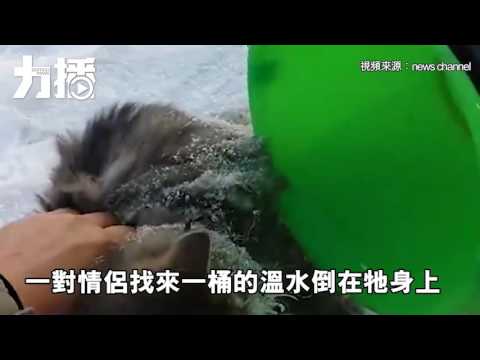 俄羅斯好心情侶相救