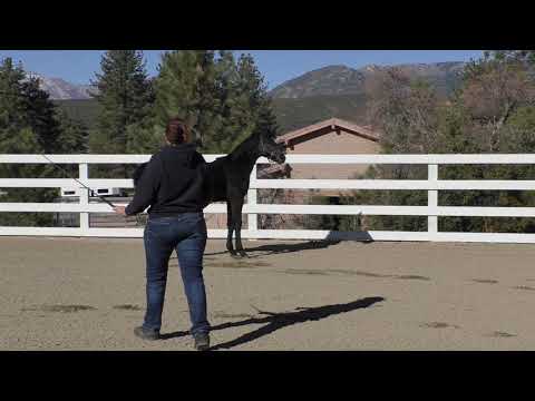 Best Man HSR (Belantis x Royal Diamond x Furst Heinrich) 2019 Elite GOV colt