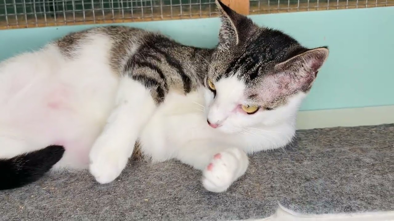 Enlarge Rumor, an adopted Domestic Short Hair in Rocky Hill, CT video 6/6