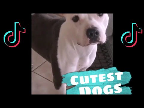 Cutest Tiktok Dogs April 2020 Challenge