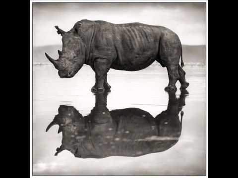 Alen Sforzina - Rhinoceros (Original Mix)