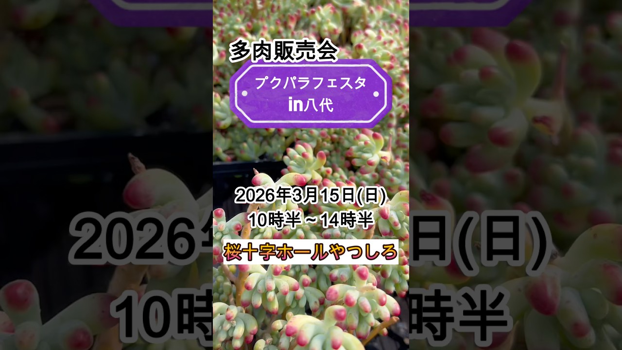 【多肉販売会】「桜十字ホールやつしろ」販売会開催！　多肉生産者pukupuku taniku #多肉植物 #succulents #plants