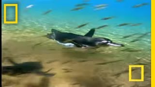 Penguin vs. Pelican | National Geographic