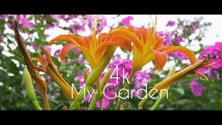 My Garden | 4k/60p | MVCNN