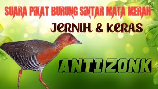 Download lagu MP3 Terbaru Suara Pikat Burung Sintar Mata Merah mp3