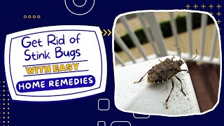 How To Get Rid Of Stink Bugs In House? Quick & Effective Methods