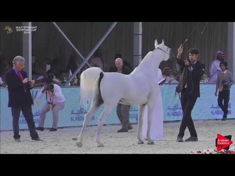 149 AMEER AL SHAKHOURA   Gulf SE Cup 2018