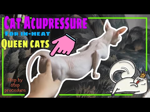 Acupressure for Cat in Heat | Step by Step Guide | How to calm a cat in heat | Tagalog - Philippines