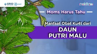 Download lagu Manfaat Obat Kuat dari Daun Putri Malu mp3 Download lagu Manfaat Obat Kuat dari Daun Putri Malu mp3