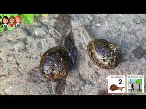 TR3SET - L'excursió dels cargols