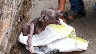 Terrified &amp; in pain, puppy&#39;s amazing transformation after rescue
