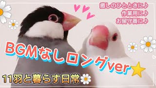 【文鳥】BGMなしロングver☆ 作業用/お留守番/癒しのひとときに♪