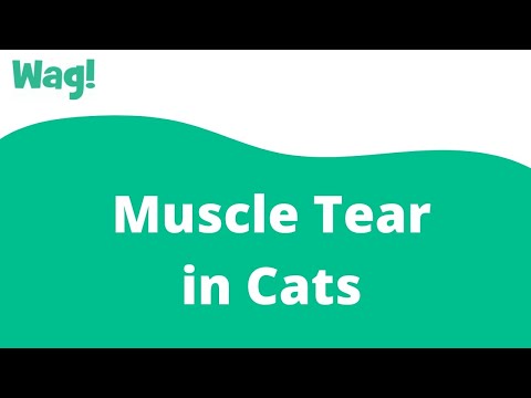 Muscle Tear in Cats | Wag!