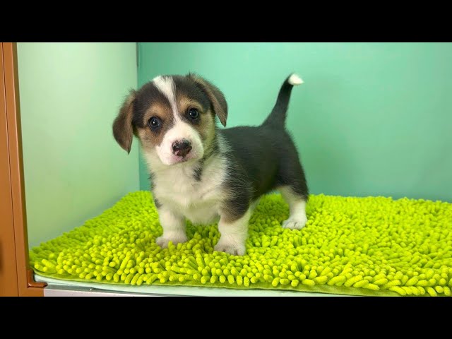 (子犬) 犬種：ウェルシュ・コーギー・ペンブローク 女の子 ブリーダー マロニエケンネル　MARRONNIER KENNEL k4048の画像