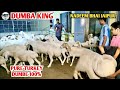 Original Dumba King Nadeem Bhai Jaipur Shandar Turkey Dumbo Ka Setup On Terrace