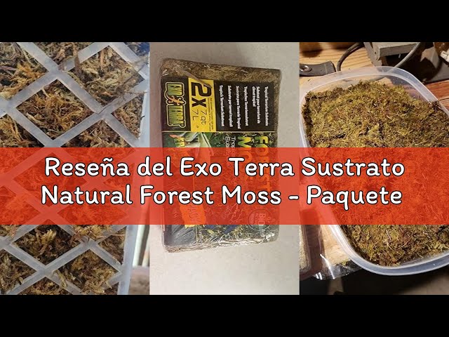 Vídeo relacionado con Exo Terra Sustrato Natural Forest Moss - Paquete de 2 Unidades x 7 L - Total: 14 L
