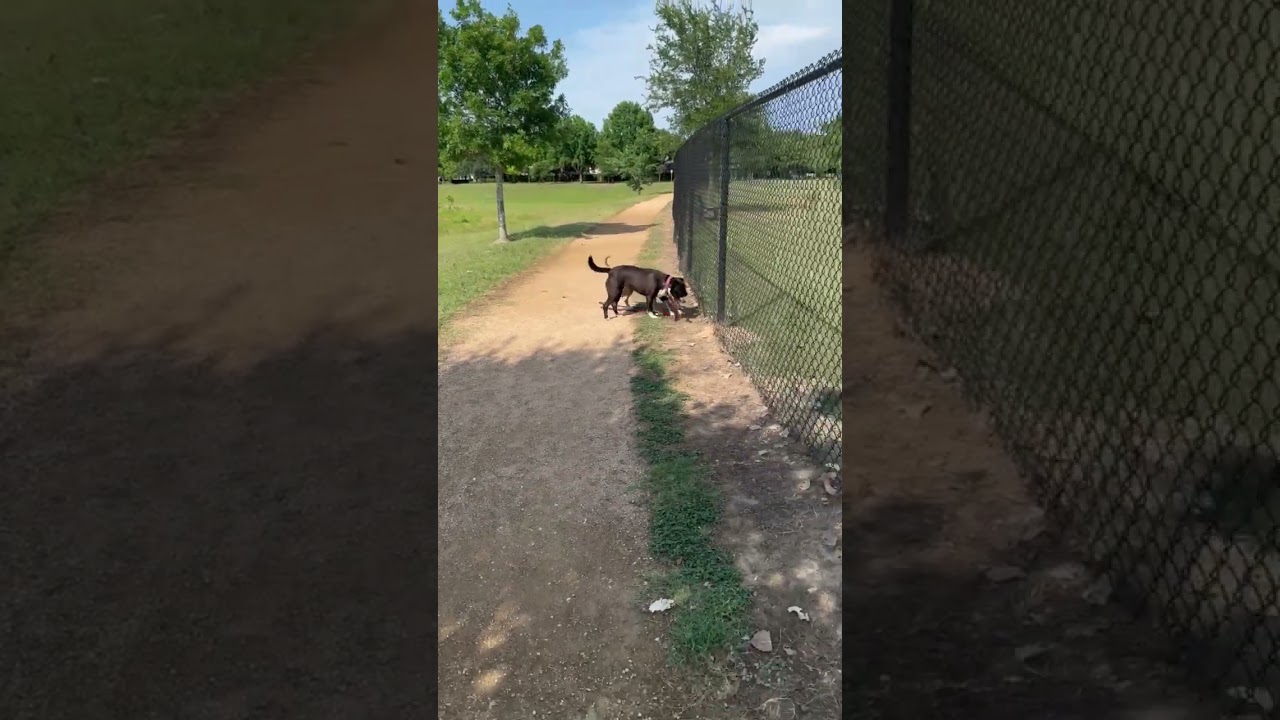 Enlarge MAISY - DARLING GIRL - SEE VIDEO, a Adoptable mixed breed in Roanoke, VA video 6/6