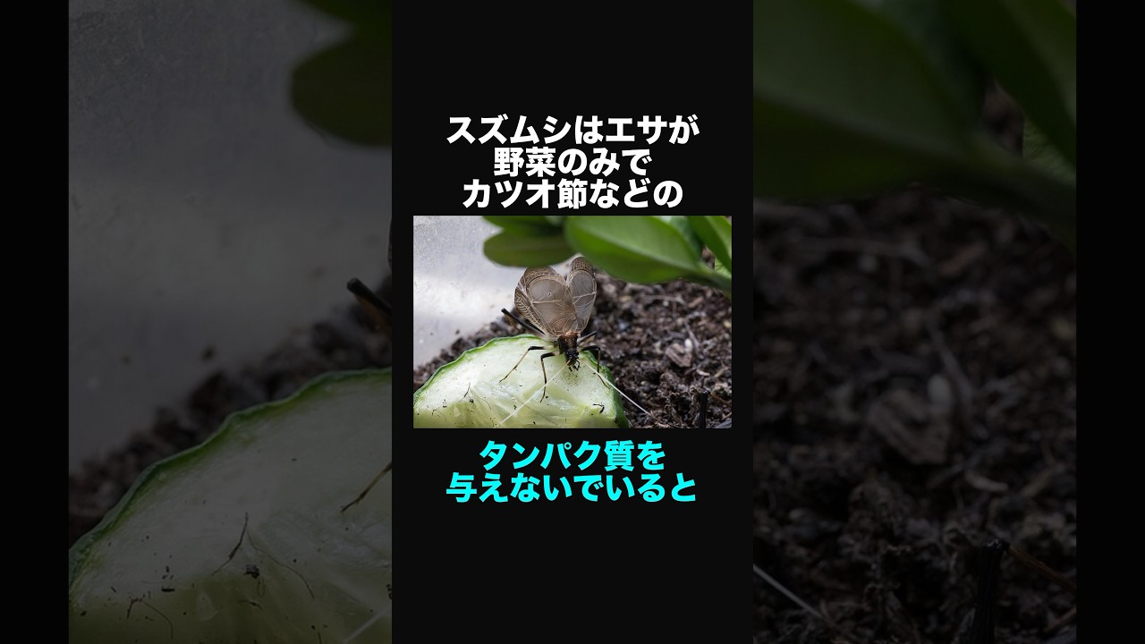 スズムシに関する面白い豆知識