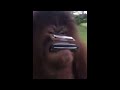Monkey got the harmonica. What will he play?