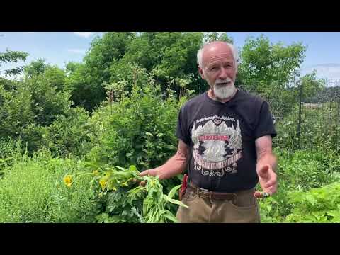 Arnica chamissonis (Meadow Arnica) - How to Grow and Harvest with Skeeter