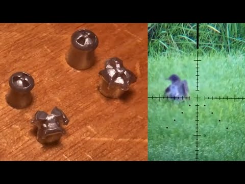 "Starling Anchors" - JSB Hades in Action! - the BEST hunting pellet on the market.