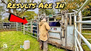 Download lagu Apakah Sapi Kita Hamil? | Penjelasan Penilaian Kondisi Tubuh Sapi! mp3